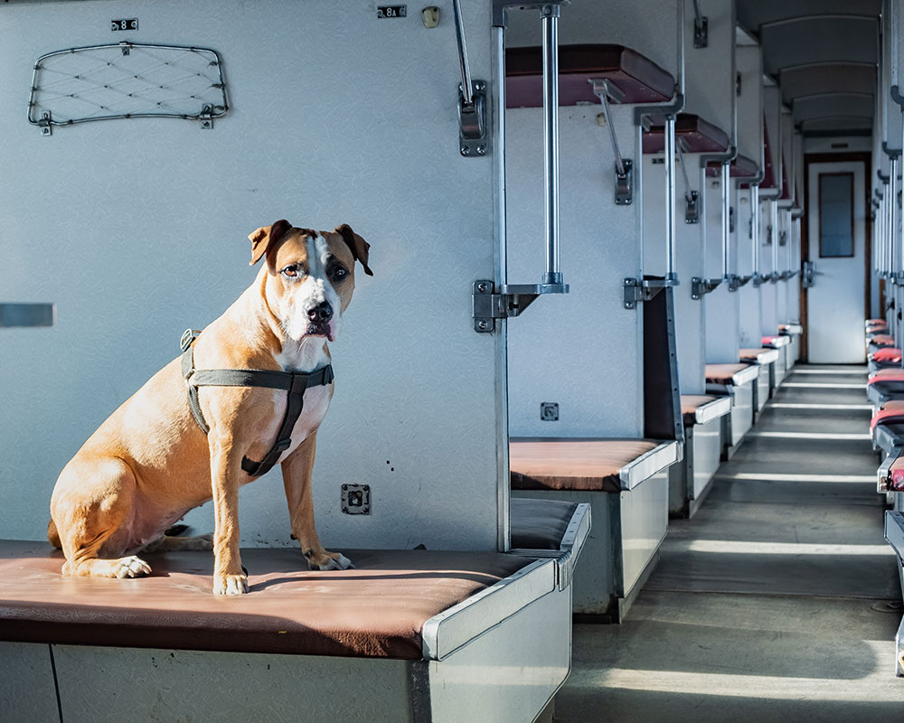 собака в вагоне поезда