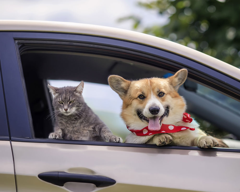 собака и кот в машине