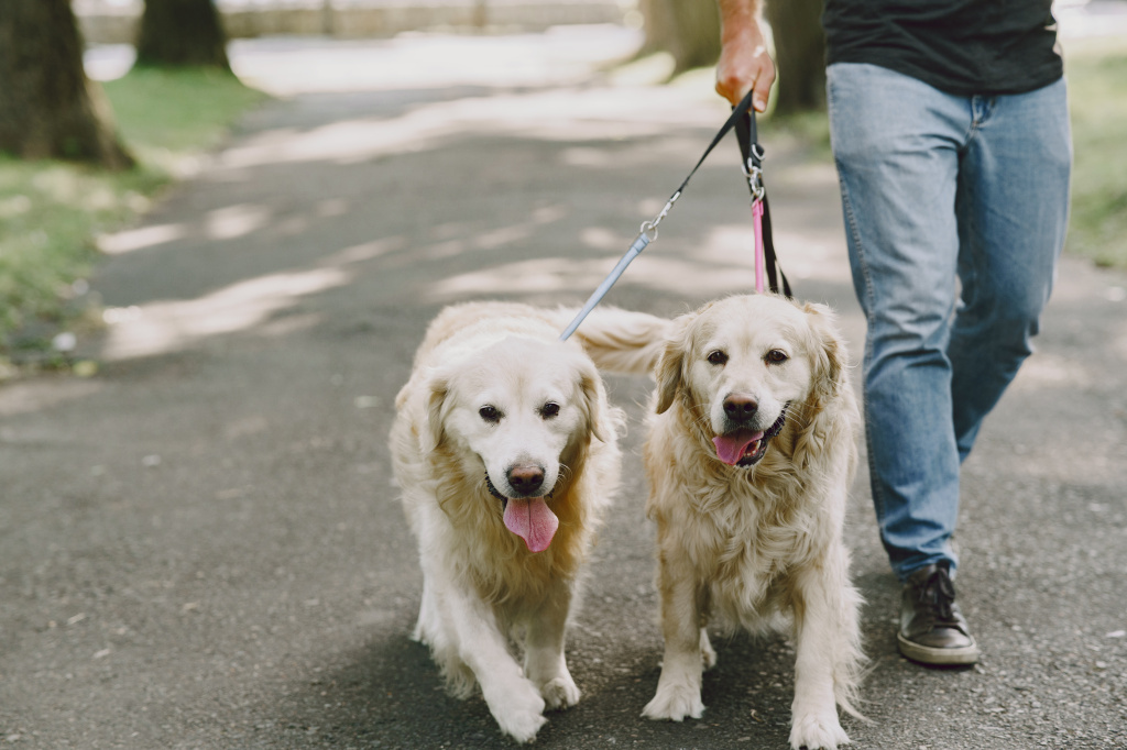 guide-dog-helping-blind-man-city-handsome-blind-guy-have-rest-with-golden-retriever-city (1).jpg