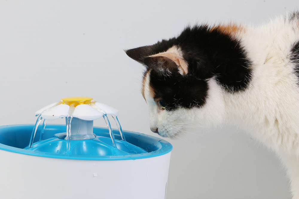белый кот с черным пятном на голове заинтересованно смотрит на фонтанчик в форме цветочка и на то, как из него течет вода